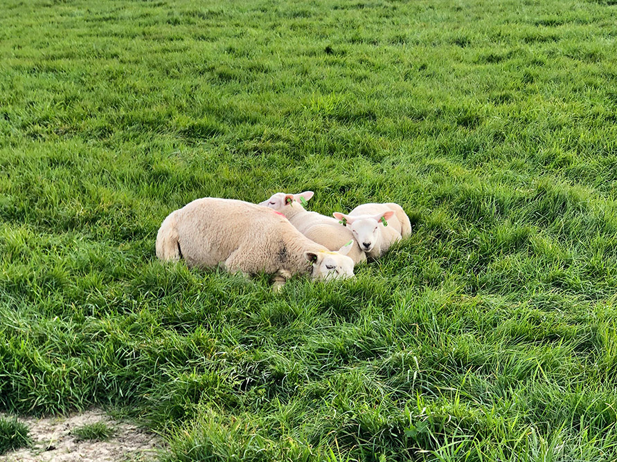 schapen ameland