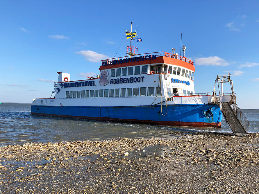 zeehonden ameland