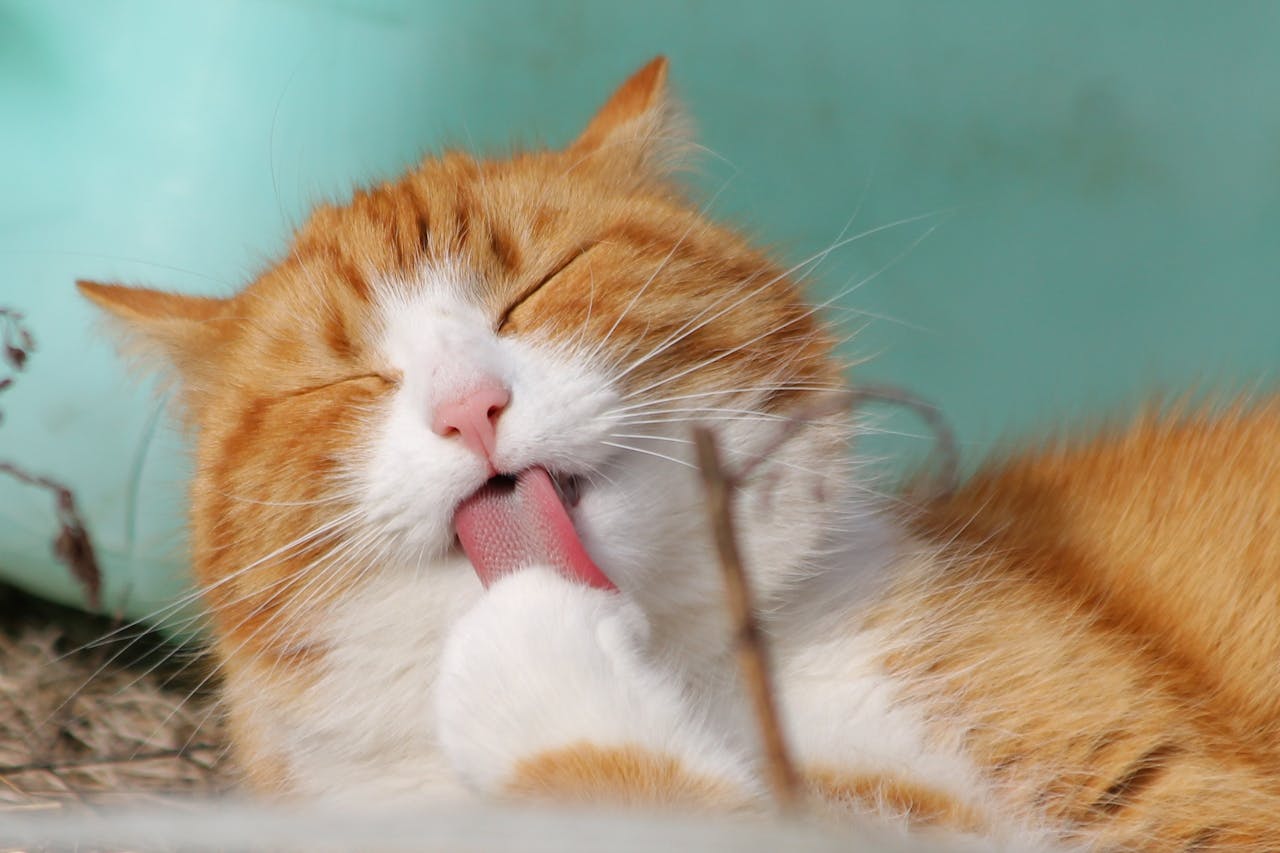 Je woning netjes houden met een kat als huisdier